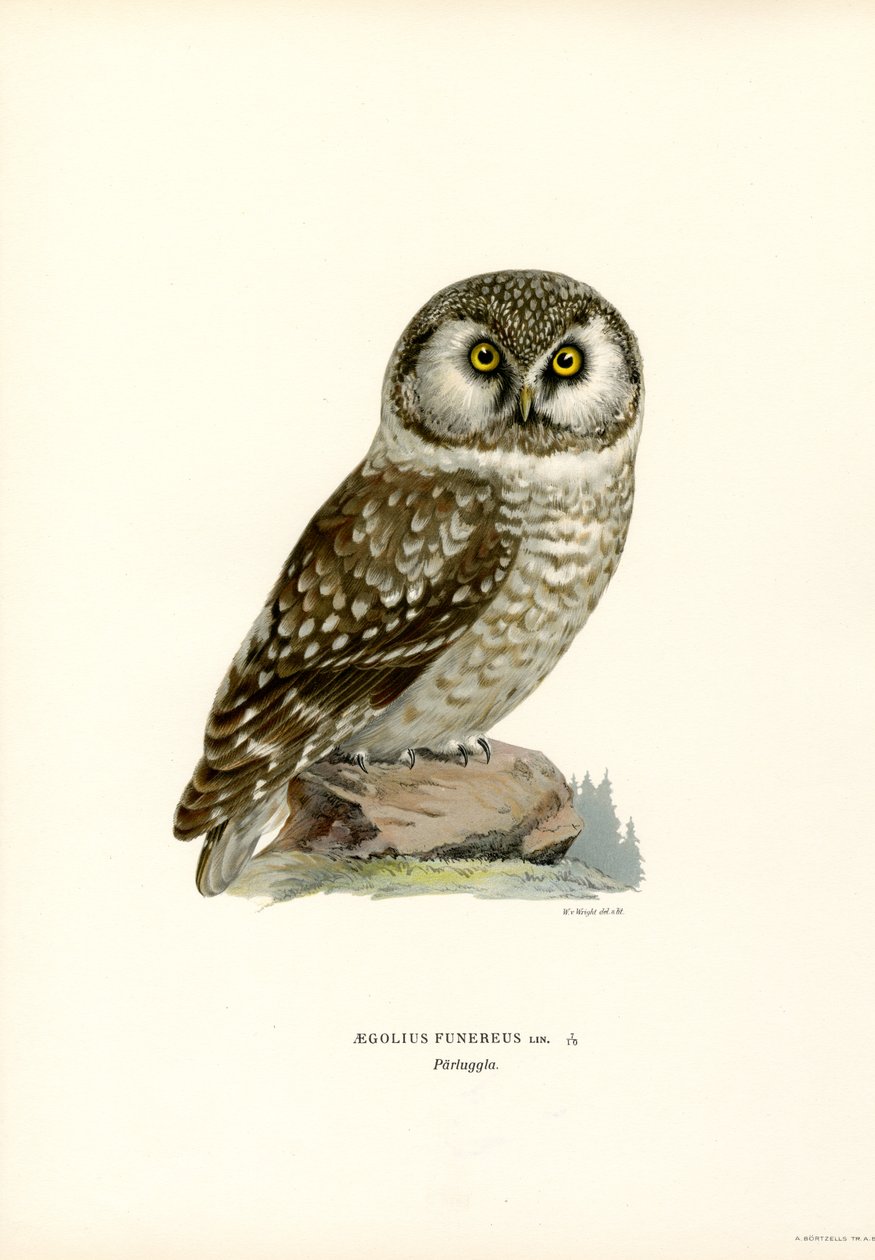 Boreal ugle (farge litho) av Magnus Ferdinand and Wilhelm von Wright