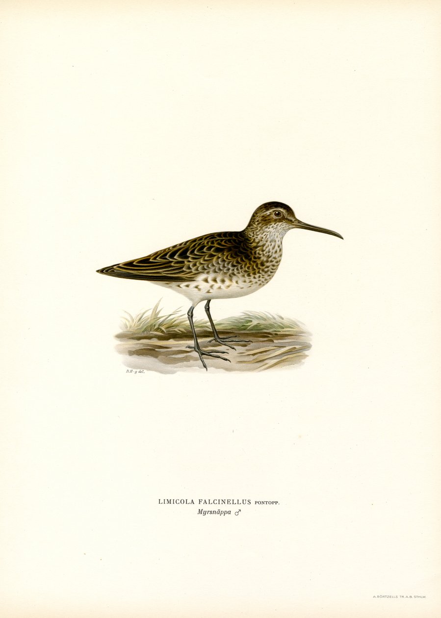 Brednebbsnebb (farge litho) av Magnus Ferdinand and Wilhelm von Wright
