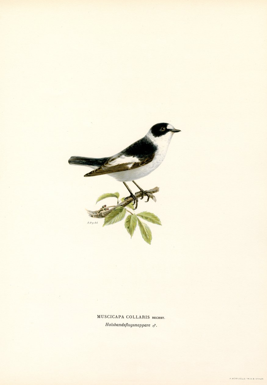Kragefluesnapper (farge litho) av Magnus Ferdinand and Wilhelm von Wright
