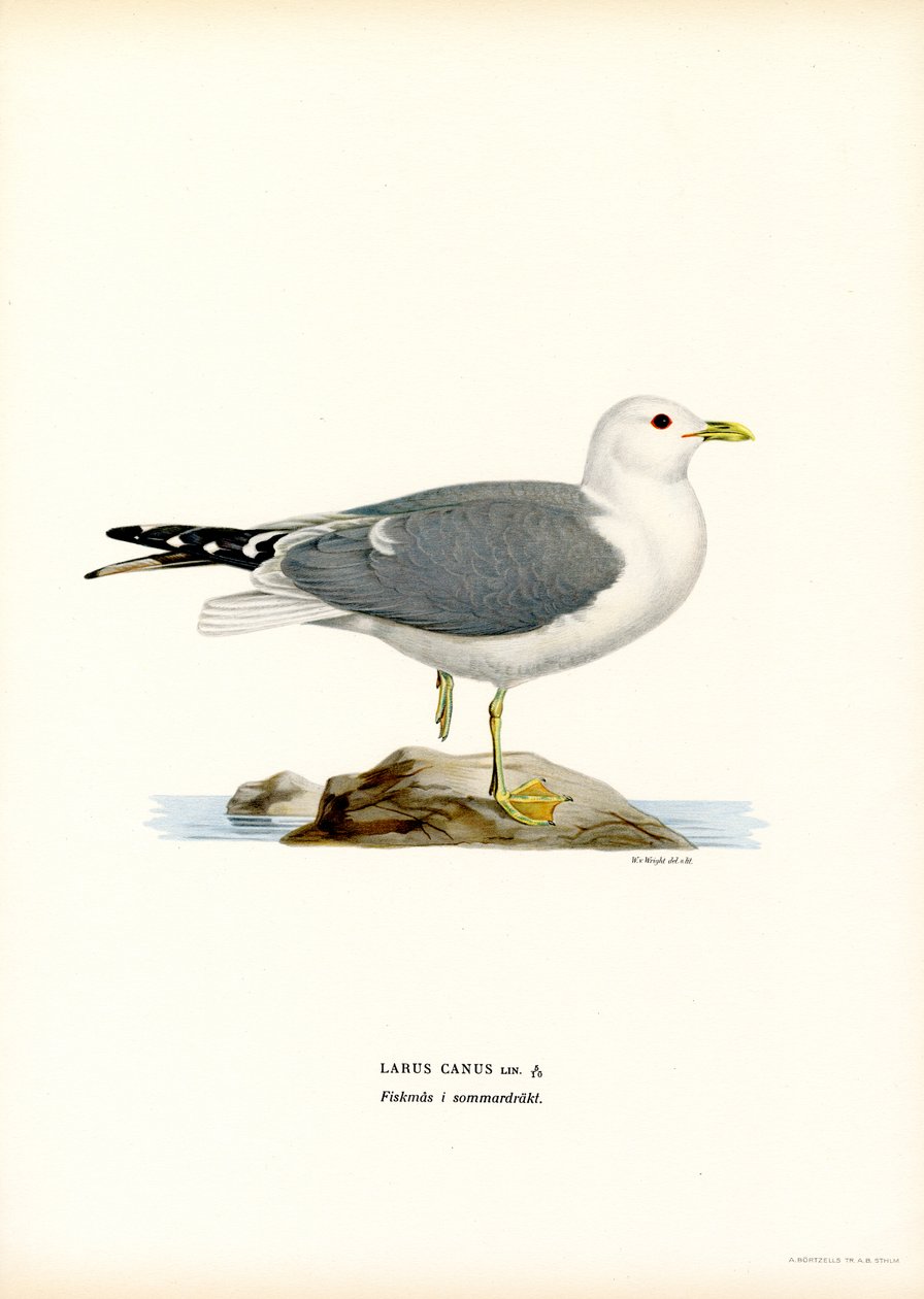 Vanlig måke (farge litho) av Magnus Ferdinand and Wilhelm von Wright