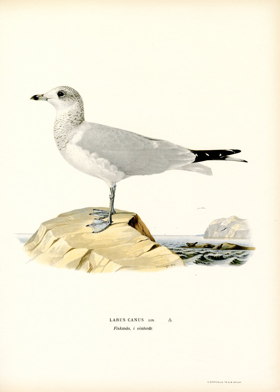 Vanlig måke (farge litho) av Magnus Ferdinand and Wilhelm von Wright