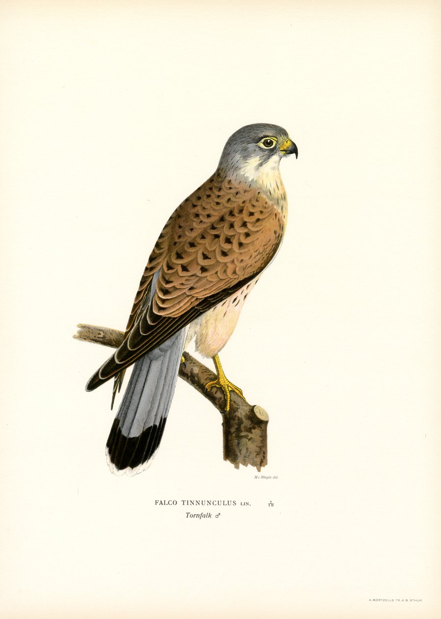 Vanlig tårnfalk (litho farge) av Magnus Ferdinand and Wilhelm von Wright