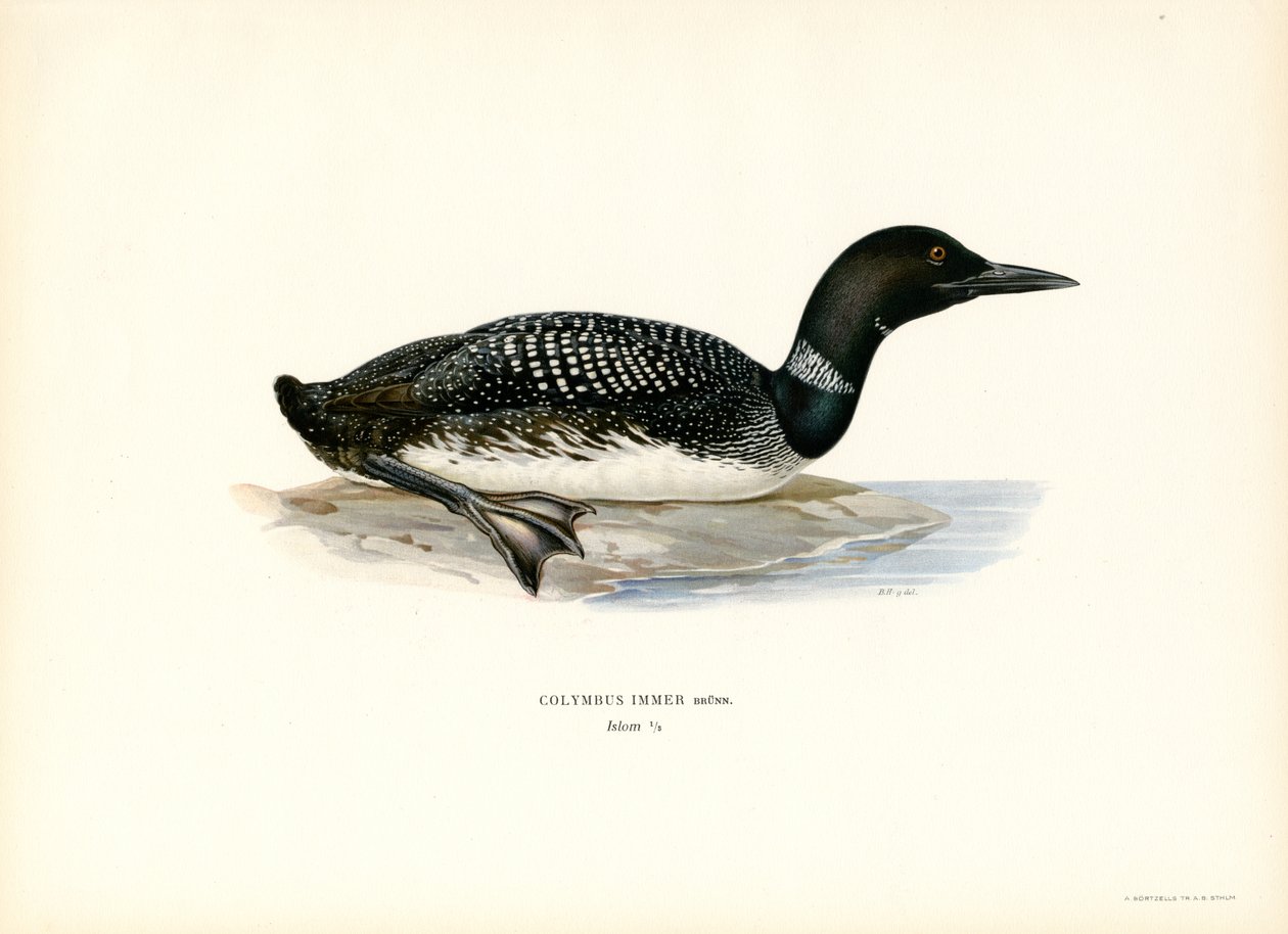 Vanlig lom (farge litho) av Magnus Ferdinand and Wilhelm von Wright