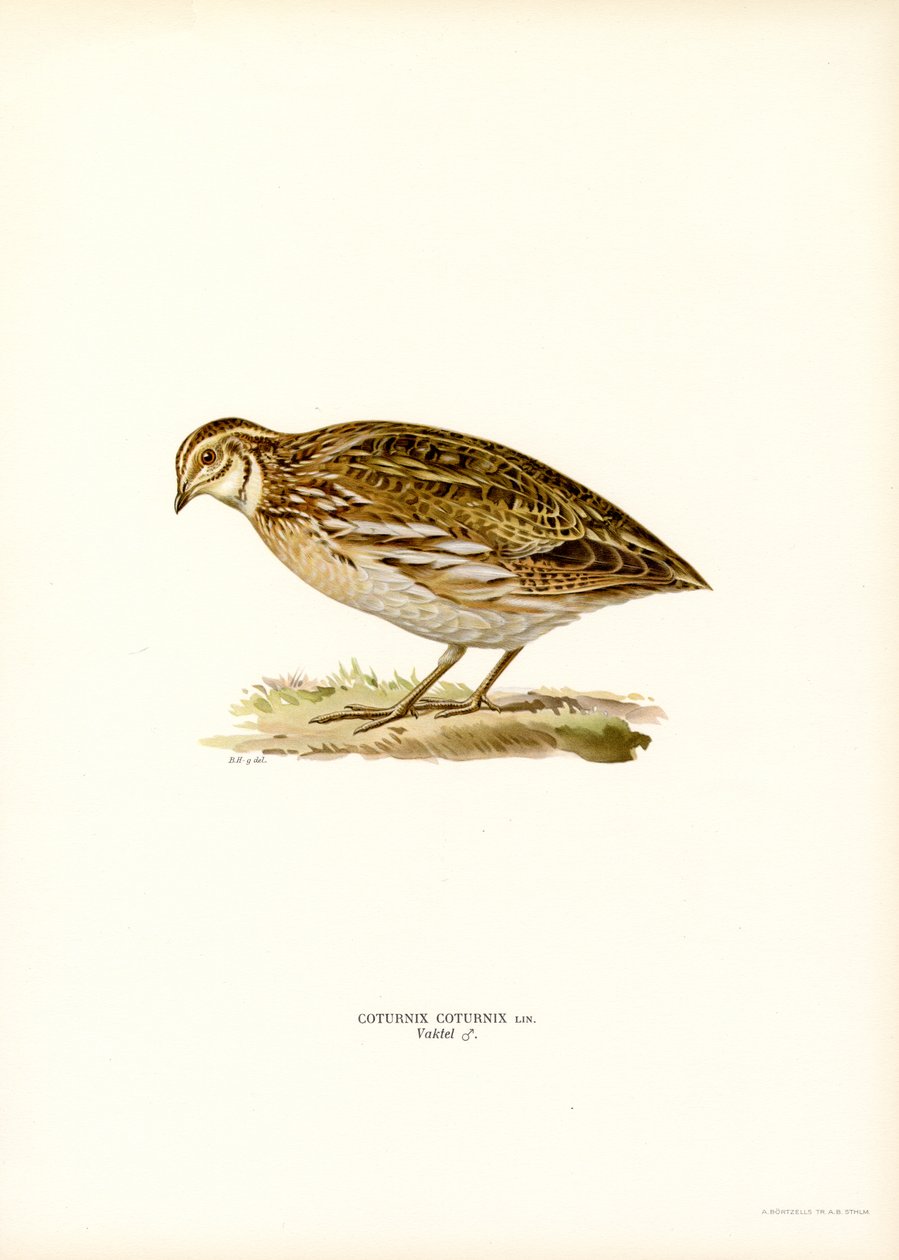 Vanlig vaktel (farge litho) av Magnus Ferdinand and Wilhelm von Wright
