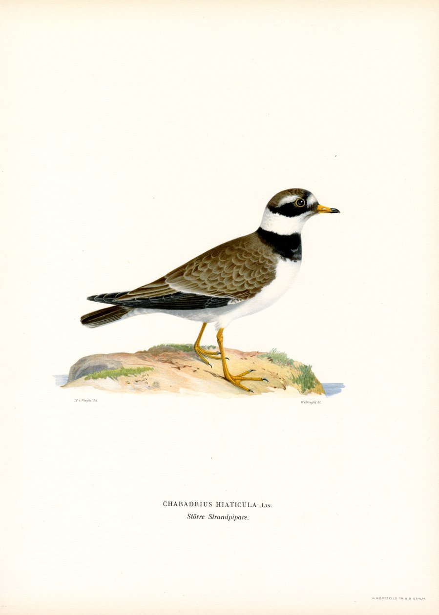 Hjelme (farge litho) av Magnus Ferdinand and Wilhelm von Wright