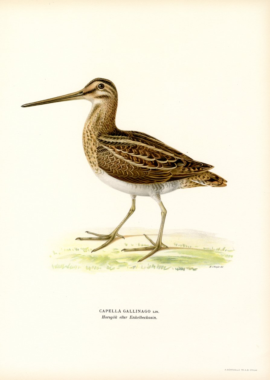 Snipe (farge litho) av Magnus Ferdinand and Wilhelm von Wright