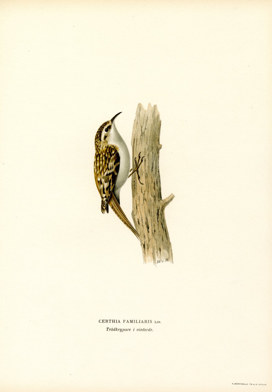 Vanlig Treecreeper (farge litho) av Magnus Ferdinand and Wilhelm von Wright