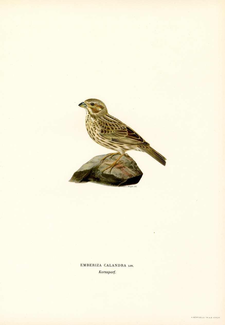 Maisspurv (farge litho) av Magnus Ferdinand and Wilhelm von Wright