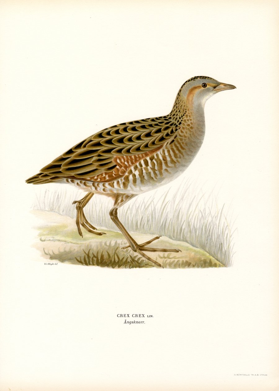 Corn Crake (farge litho) av Magnus Ferdinand and Wilhelm von Wright