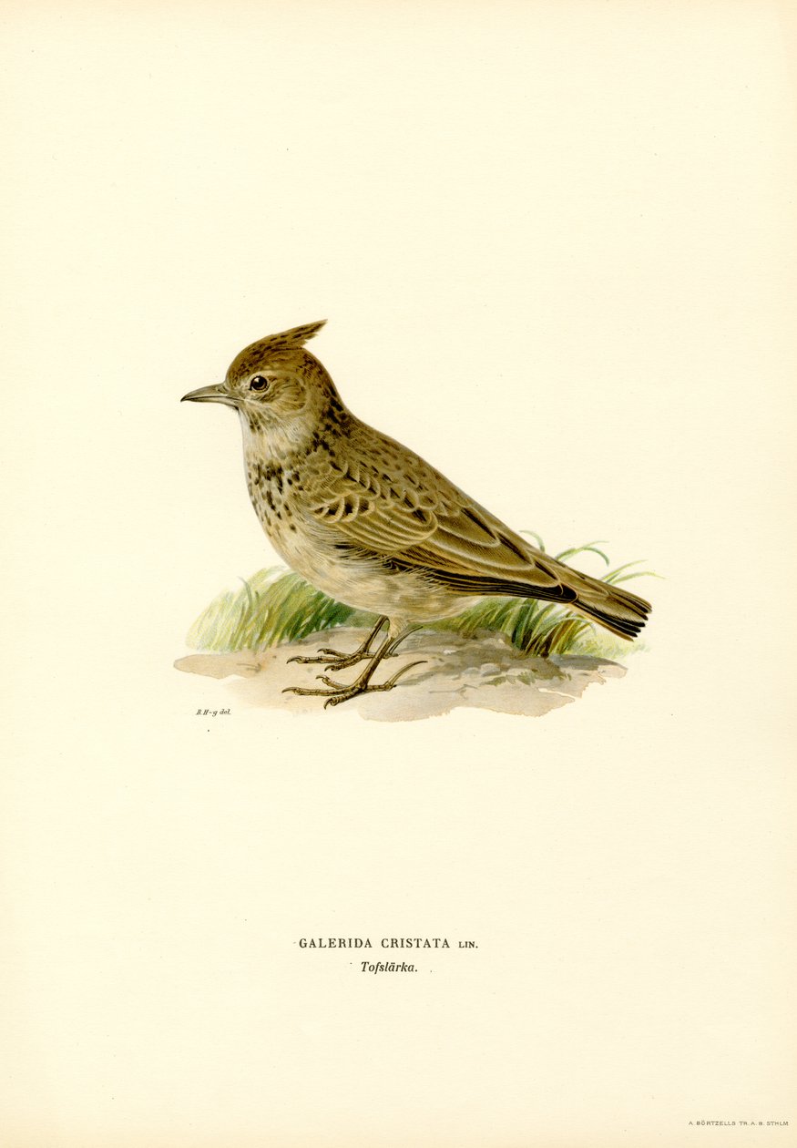Crested Lark (farge litho) av Magnus Ferdinand and Wilhelm von Wright