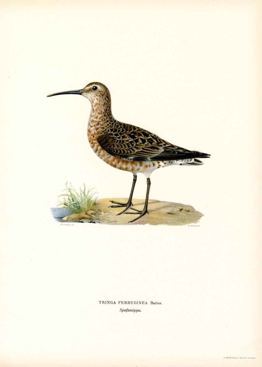 Curlew Sandpiper (farge litho) av Magnus Ferdinand and Wilhelm von Wright