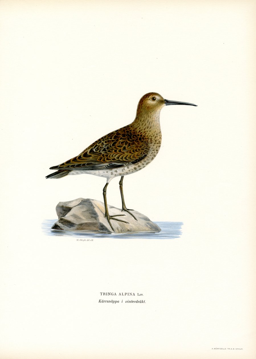 Dunlin (farge litho) av Magnus Ferdinand and Wilhelm von Wright