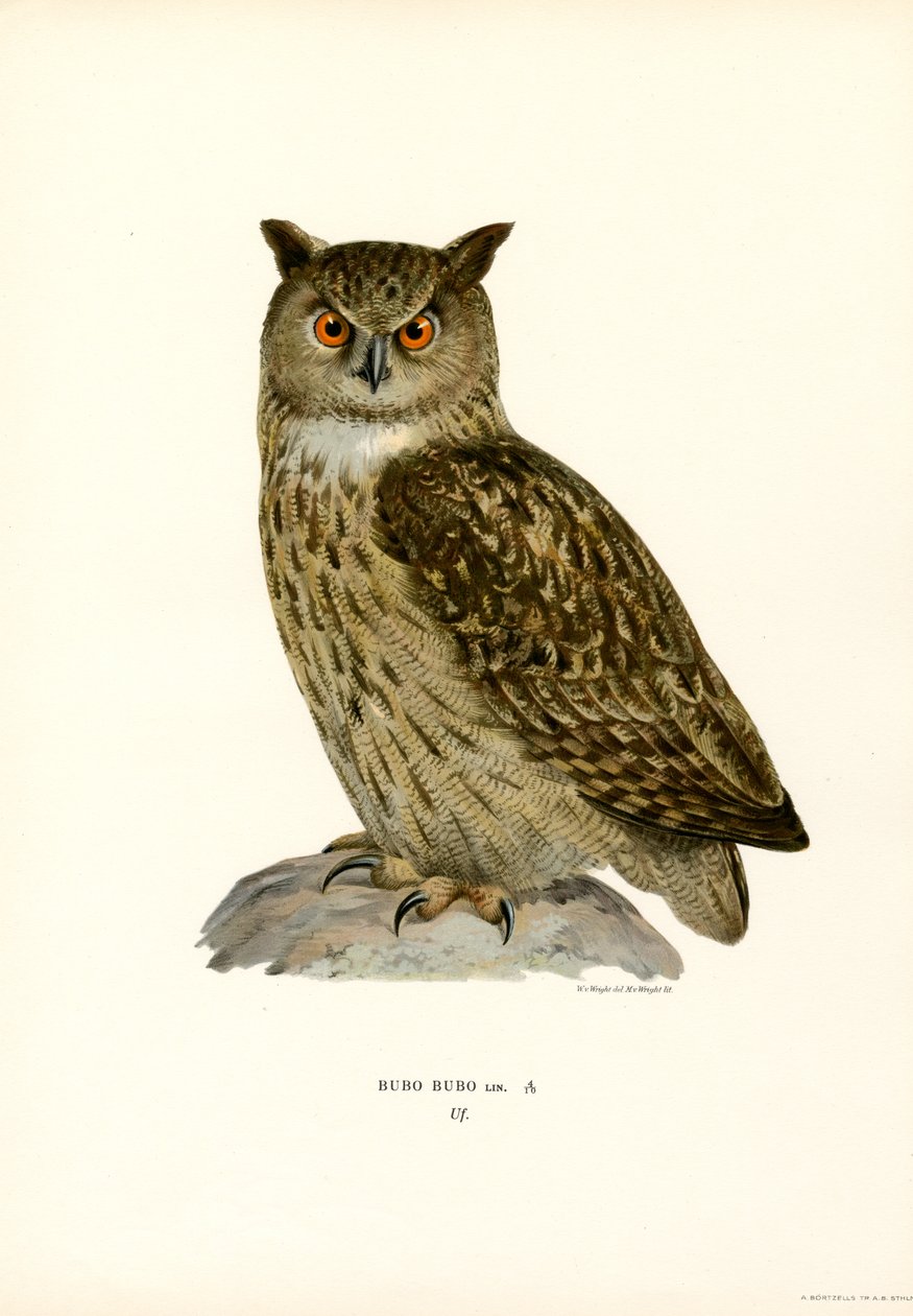 Ørneugle (farge litho) av Magnus Ferdinand and Wilhelm von Wright