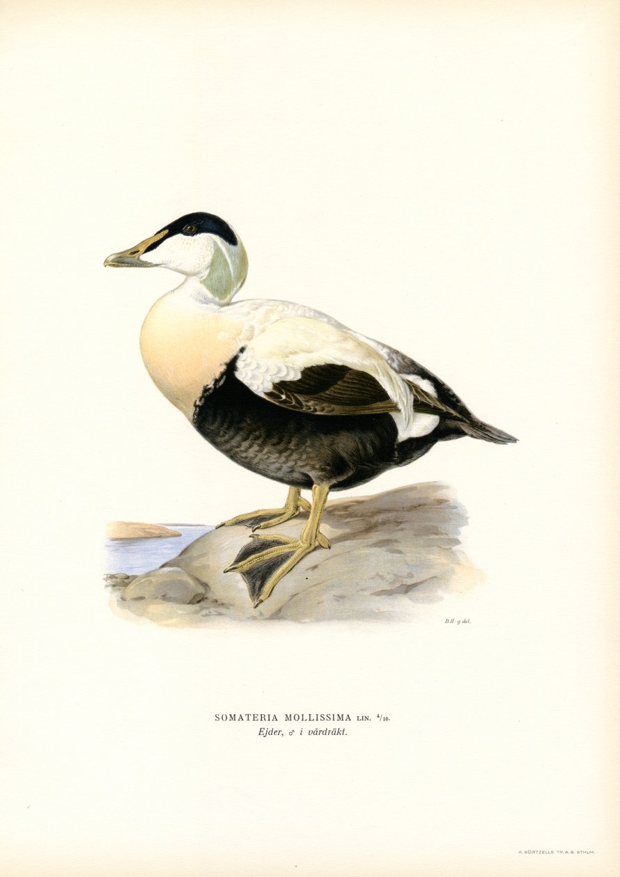 Ærfugl (farge litho) av Magnus Ferdinand and Wilhelm von Wright