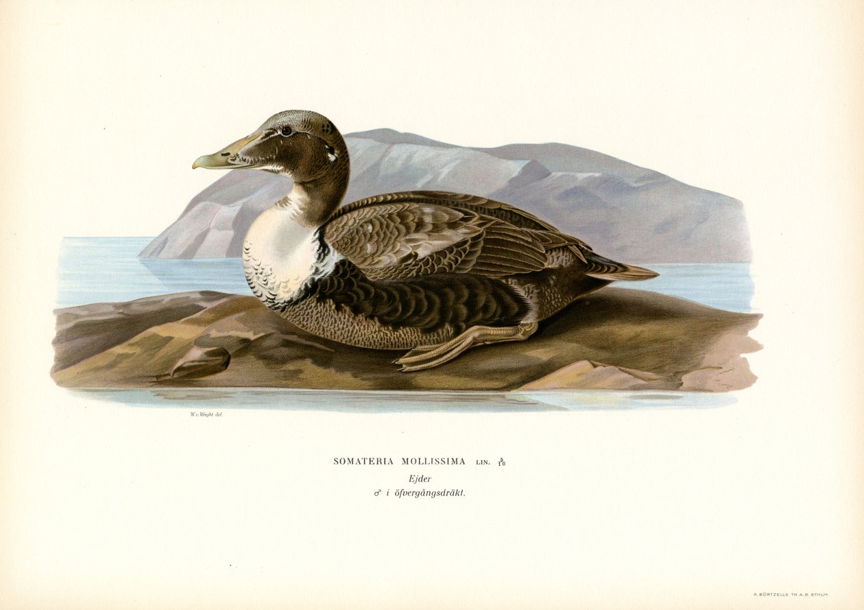 Eider Duck (colour litho)   1408289   no       norwegian Successfully Translated  Original: Flower of Akashi Akashi no hana, 1853. Translat: Flower of Akashi Akashi no hana, 1853. 1163103 no norwegian Successfully Translated Original: Jupiter, plate 46 fro av Magnus Ferdinand and Wilhelm von Wright