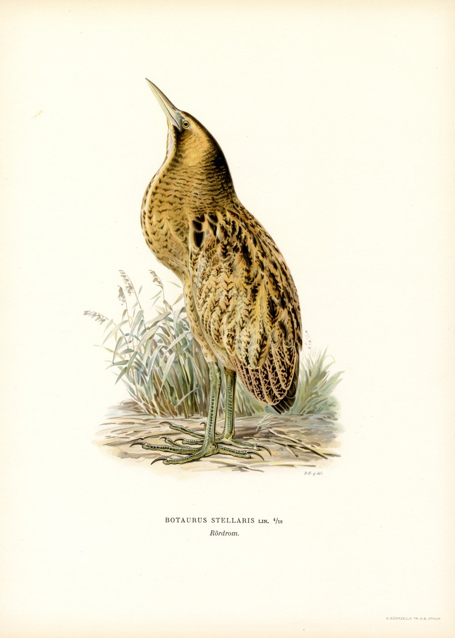 Eurasian Bittern (farge litho) av Magnus Ferdinand and Wilhelm von Wright