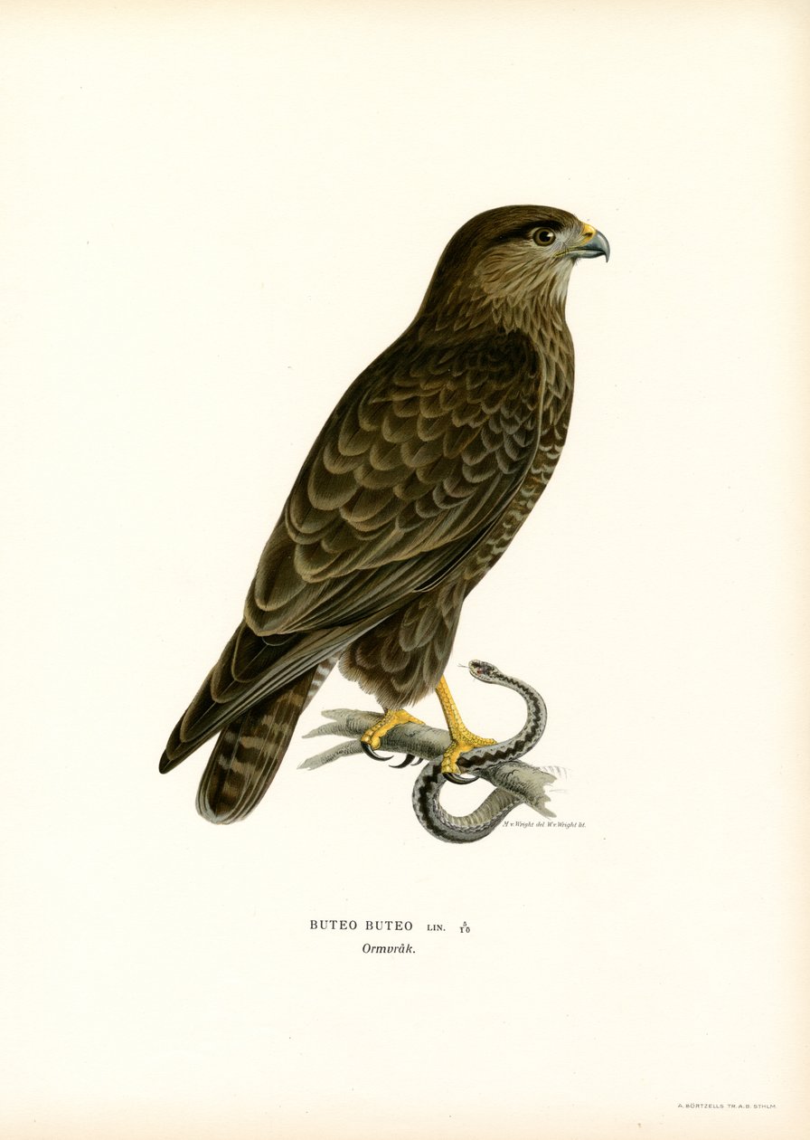 Eurasian Buzzard (farge litho) av Magnus Ferdinand and Wilhelm von Wright