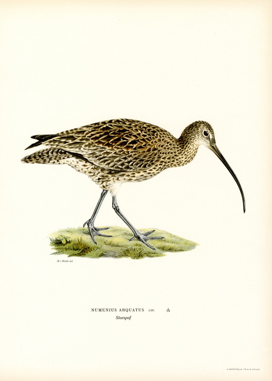 Eurasian Curlew (farge litho) av Magnus Ferdinand and Wilhelm von Wright