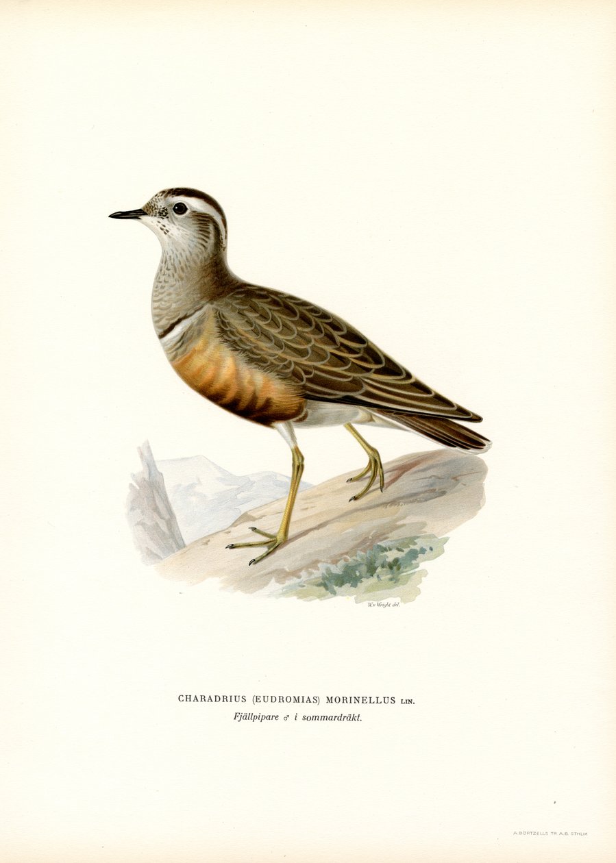 Eurasian Dotterel (farge litho) av Magnus Ferdinand and Wilhelm von Wright