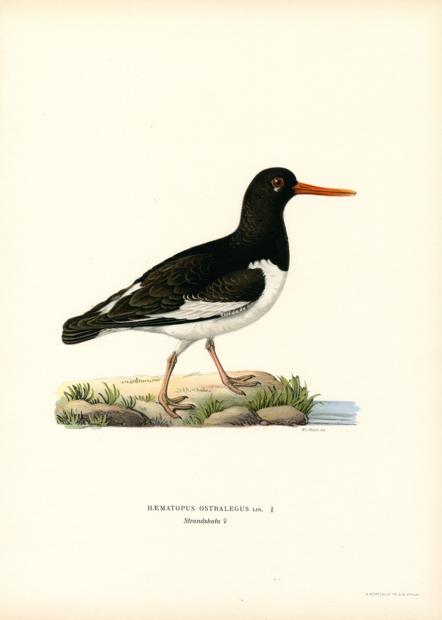 Eurasisk østersfanger (farge litho) av Magnus Ferdinand and Wilhelm von Wright