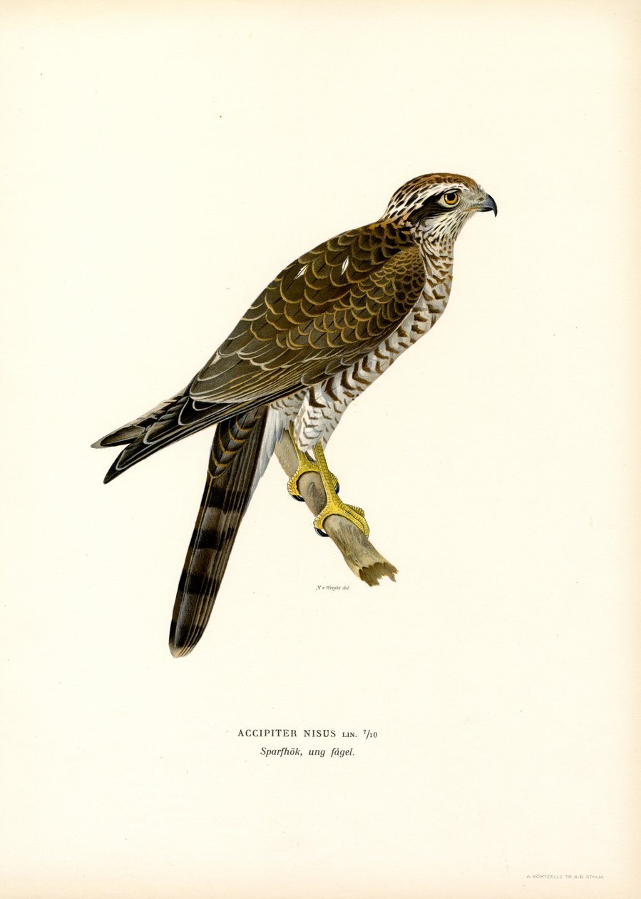 Sparrowhawk (farge litho) av Magnus Ferdinand and Wilhelm von Wright