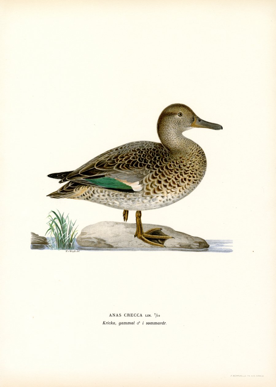 eurasisk blågrønn (litho farge) av Magnus Ferdinand and Wilhelm von Wright