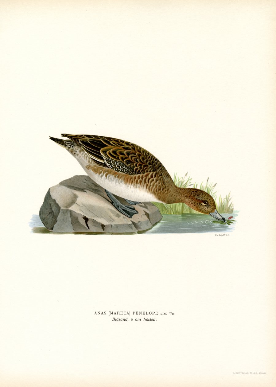 Eurasian Wigeon (farge litho) av Magnus Ferdinand and Wilhelm von Wright
