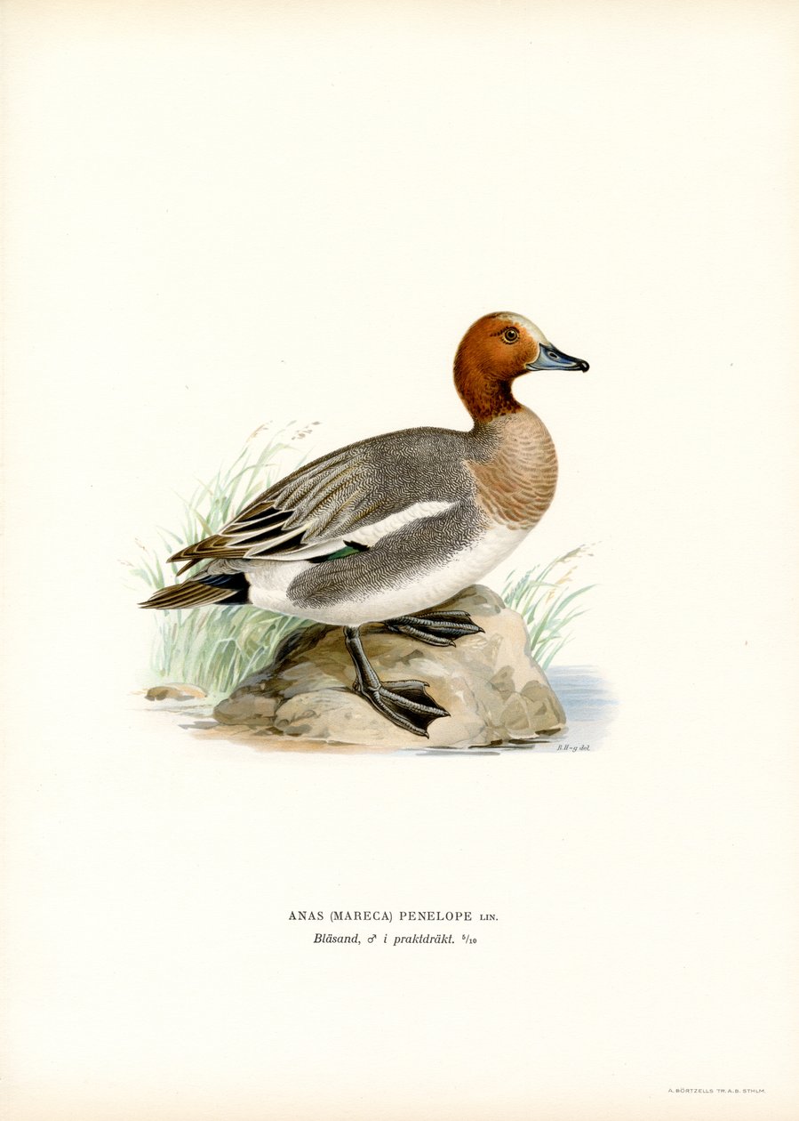 Eurasian Wigeon (farge litho) av Magnus Ferdinand and Wilhelm von Wright