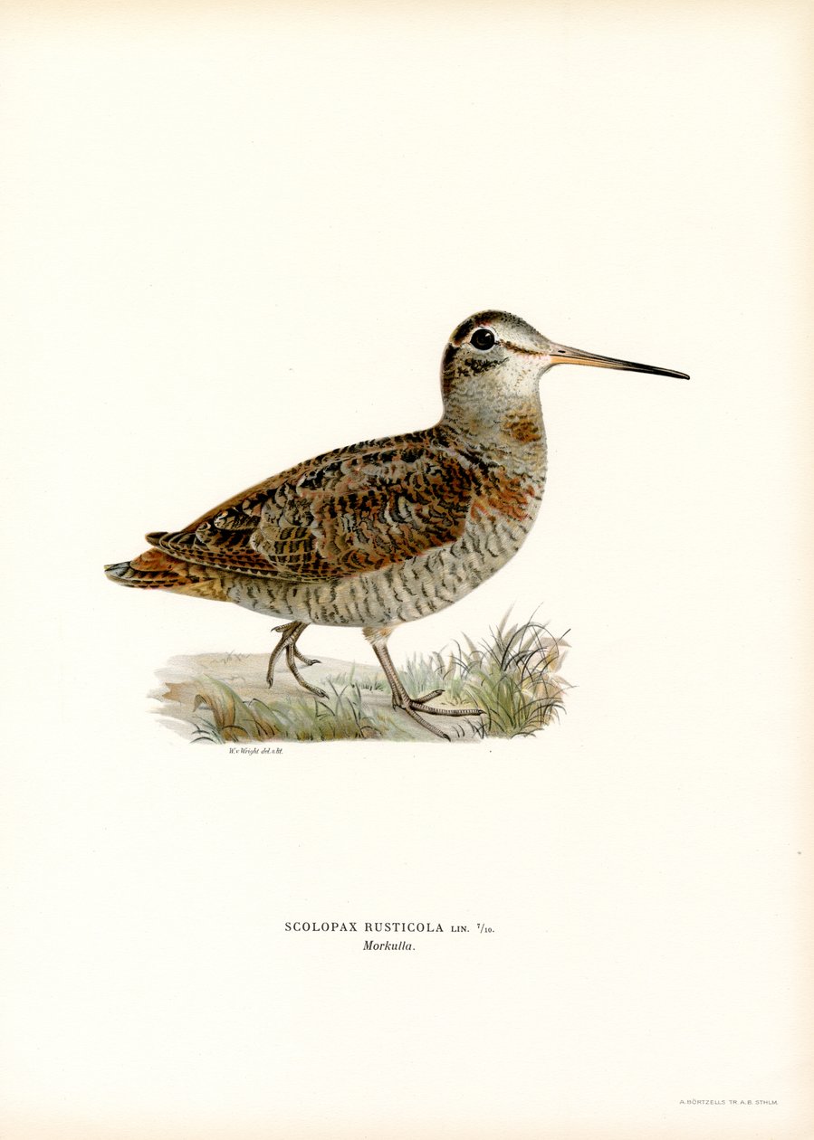 Eurasian Woodcock (farge litho) av Magnus Ferdinand and Wilhelm von Wright