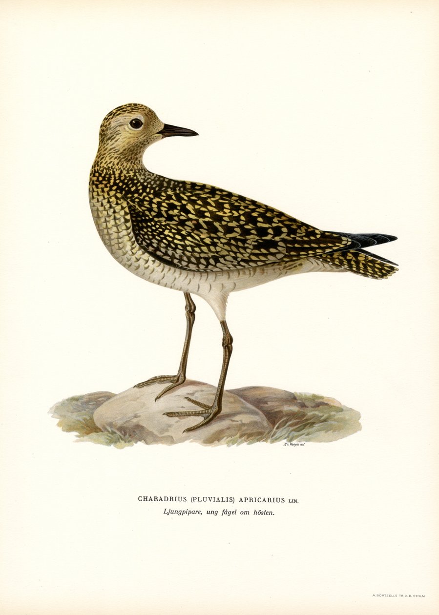 European Golden Plover (farge litho) av Magnus Ferdinand and Wilhelm von Wright