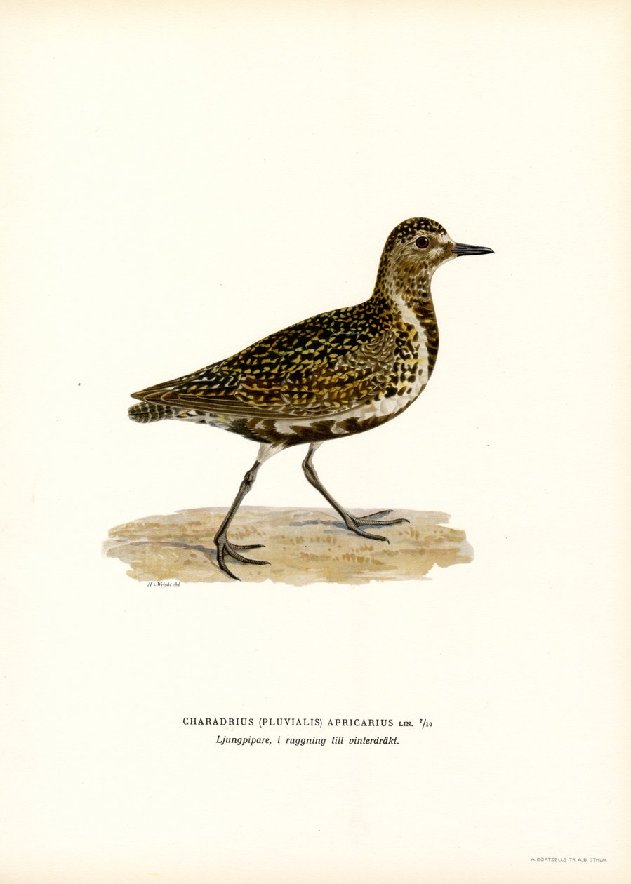 European Golden Plover (farge litho) av Magnus Ferdinand and Wilhelm von Wright