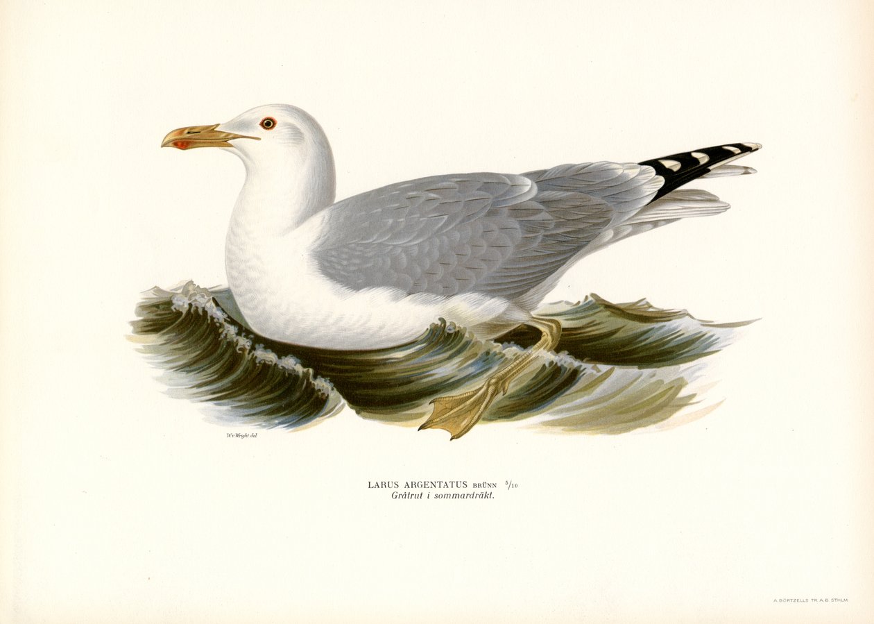 Europeisk sildemåke (farge litho) av Magnus Ferdinand and Wilhelm von Wright