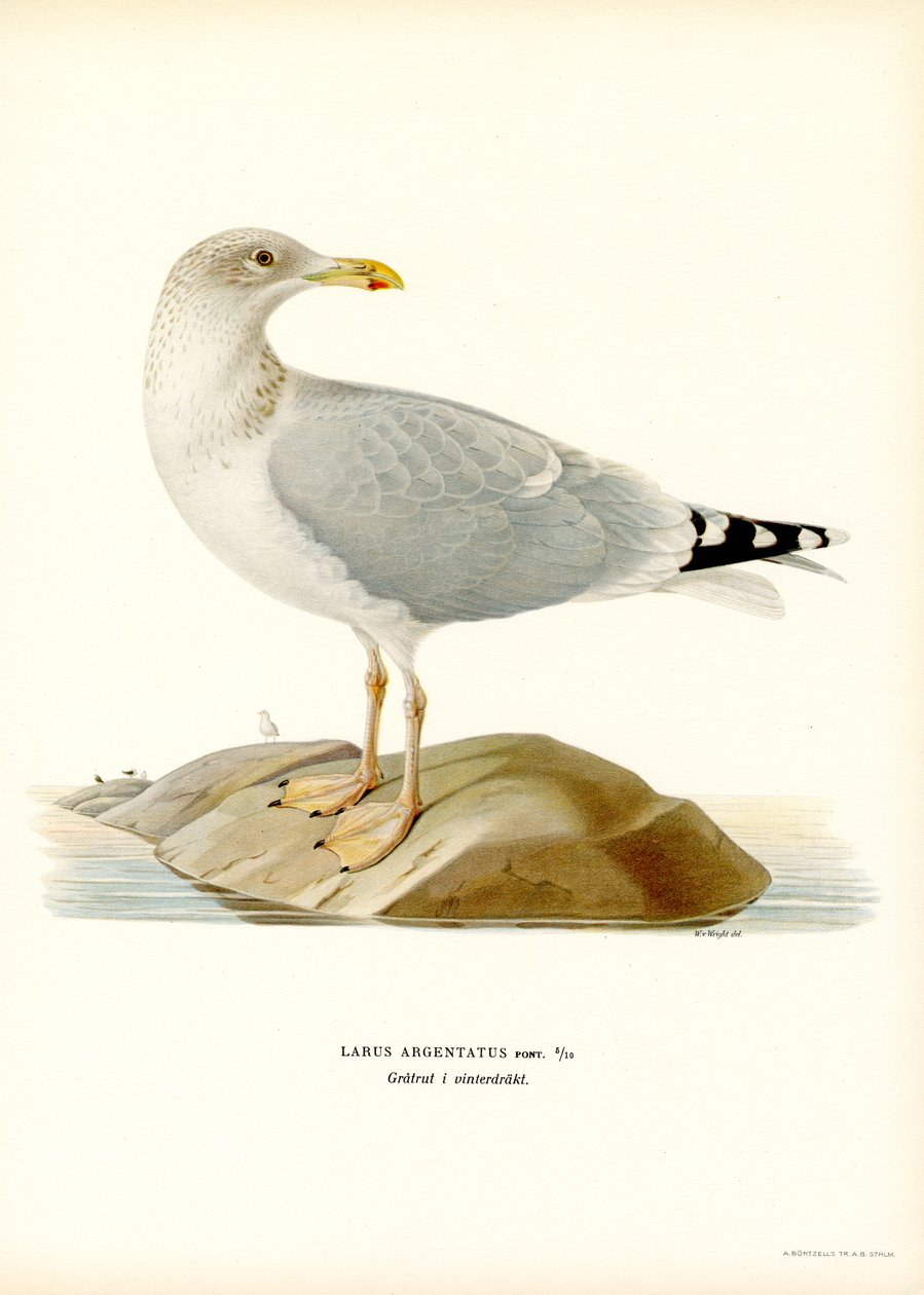 Europeisk sildemåke (farge litho) av Magnus Ferdinand and Wilhelm von Wright