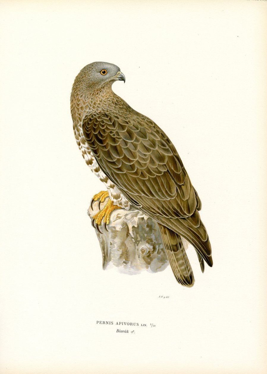 Europeisk honningbuzzard (farge litho) av Magnus Ferdinand and Wilhelm von Wright