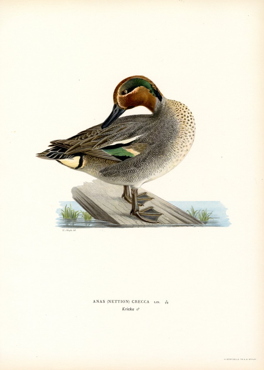 Europeisk blågrønn (farge litho) av Magnus Ferdinand and Wilhelm von Wright