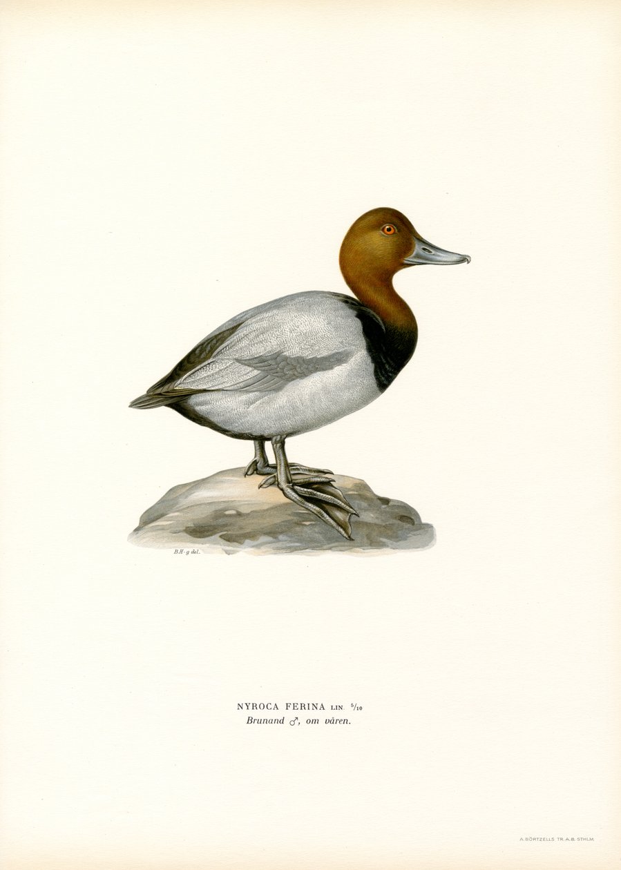 Europeisk pochard (farge litho) av Magnus Ferdinand and Wilhelm von Wright