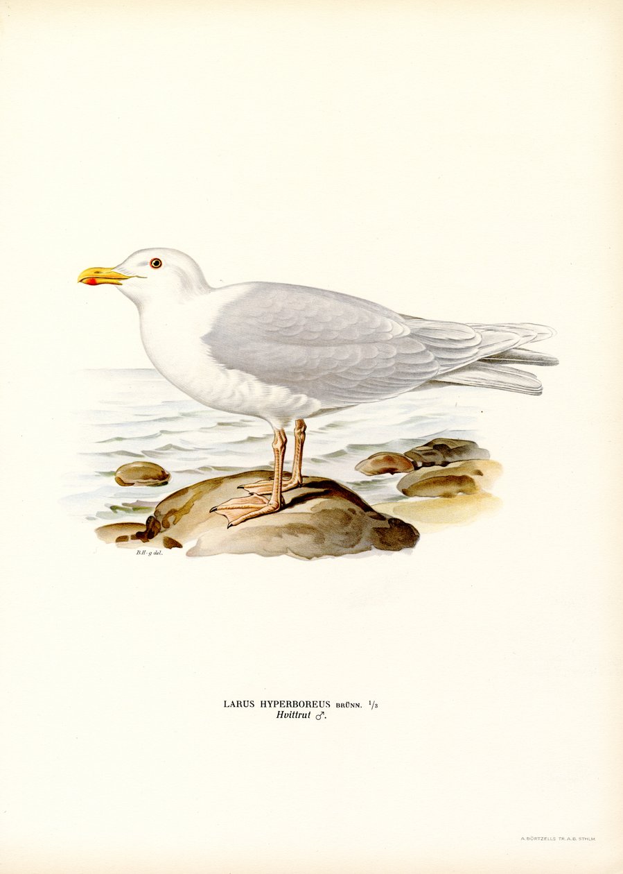 Glaucous Gull (farge litho) av Magnus Ferdinand and Wilhelm von Wright