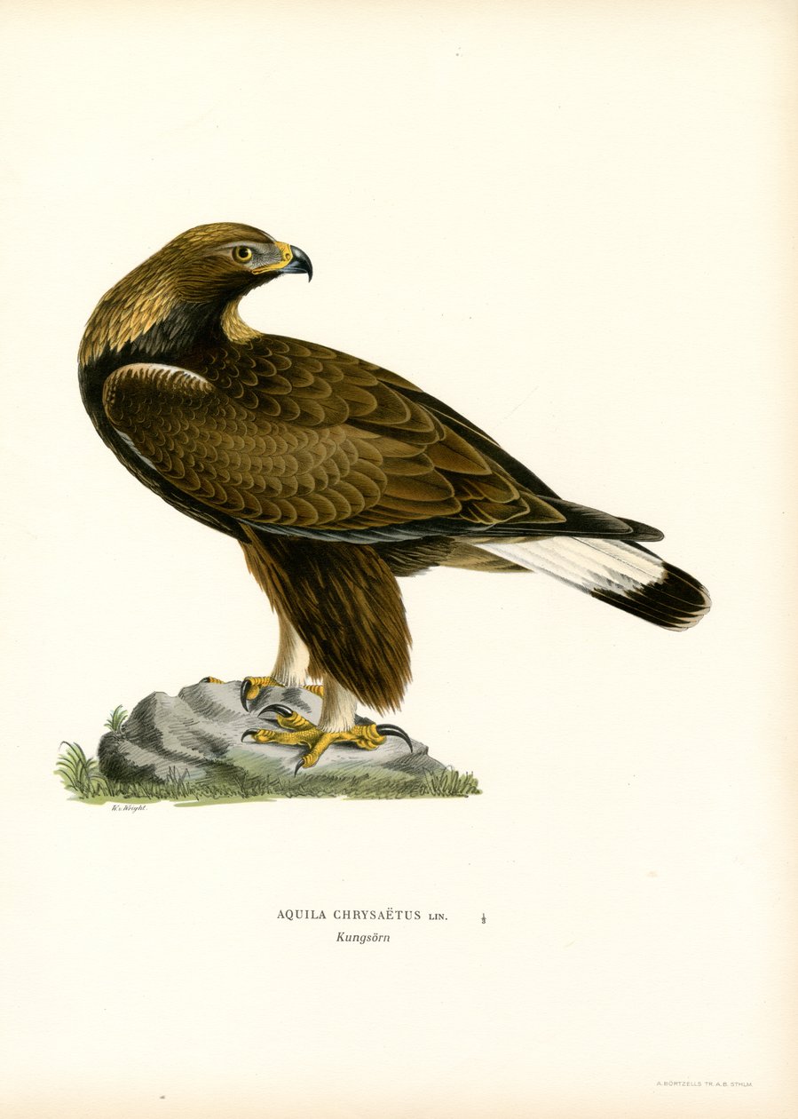 Golden Eagle (farge litho) av Magnus Ferdinand and Wilhelm von Wright
