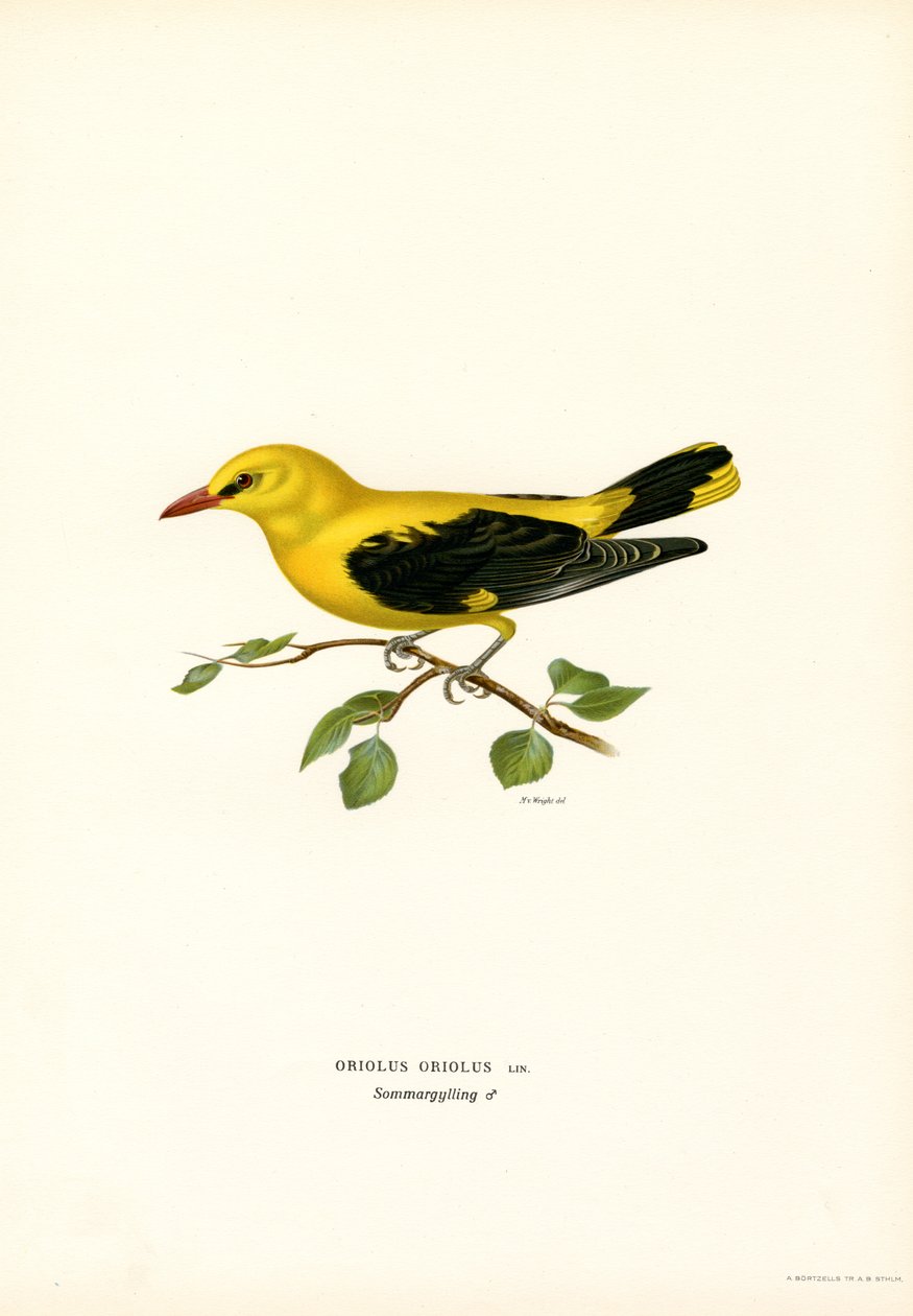Gylden oriole (farge litho) av Magnus Ferdinand and Wilhelm von Wright