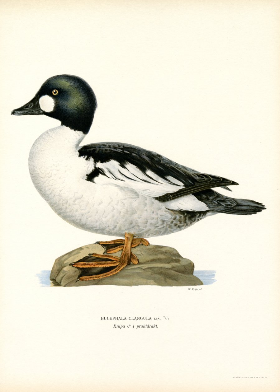 Goldeneye Duck (farge litho) av Magnus Ferdinand and Wilhelm von Wright