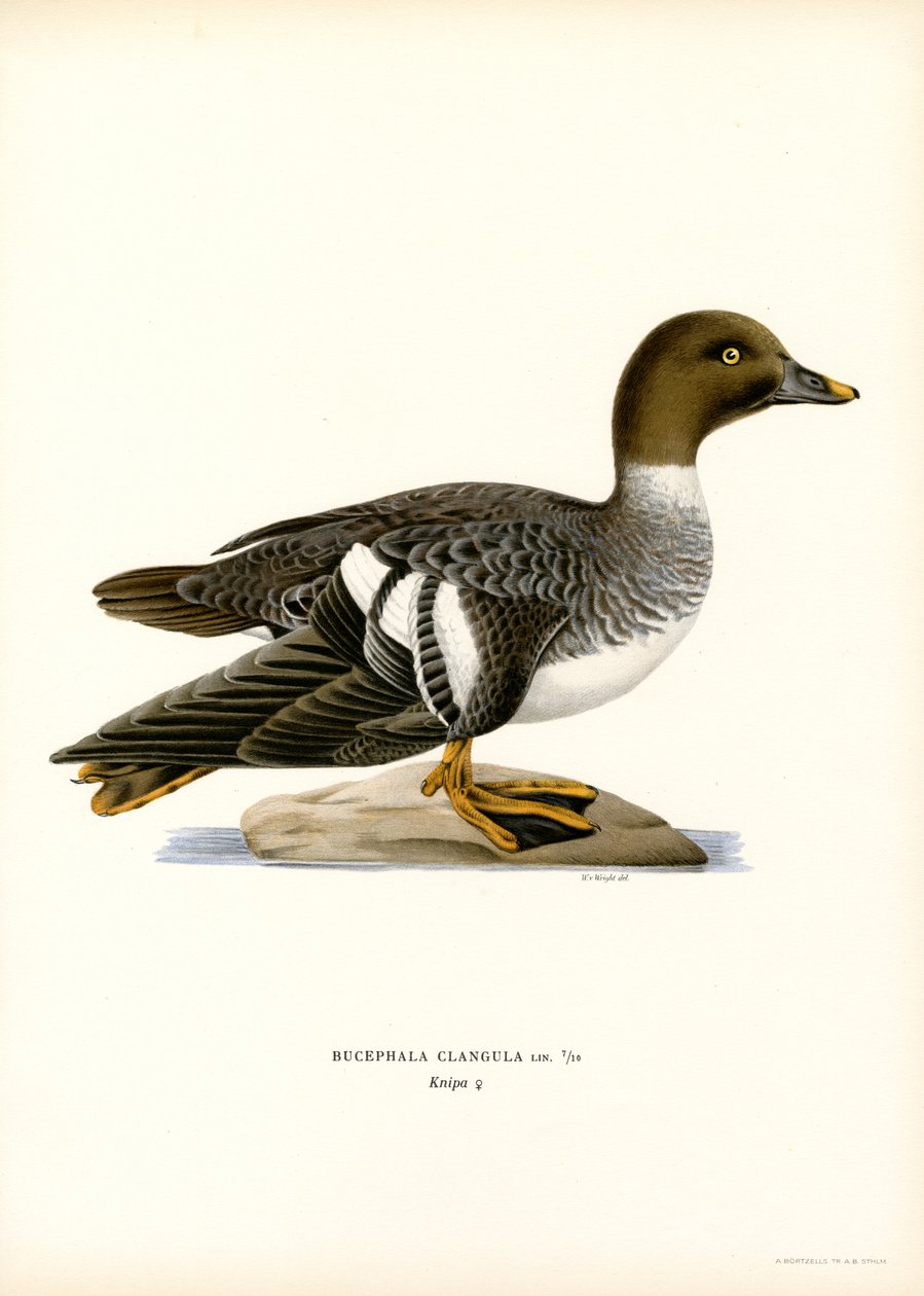 Goldeneye Duck (farge litho) av Magnus Ferdinand and Wilhelm von Wright
