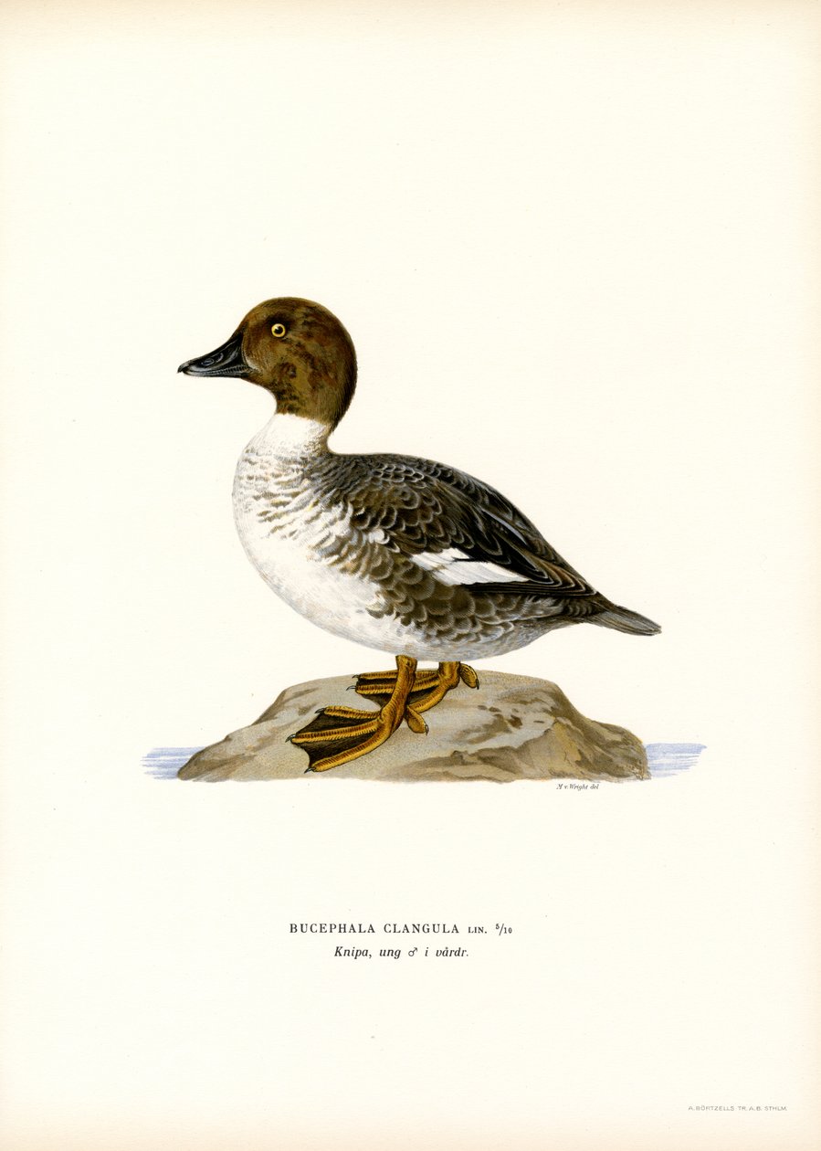 Goldeneye Duck (farge litho) av Magnus Ferdinand and Wilhelm von Wright