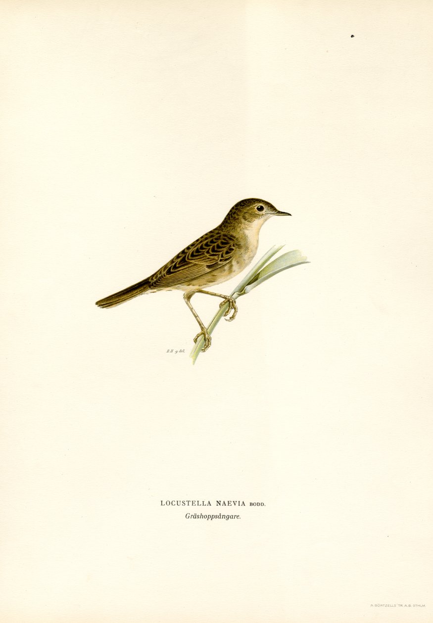 Grasshopper Warbler (farge litho) av Magnus Ferdinand and Wilhelm von Wright