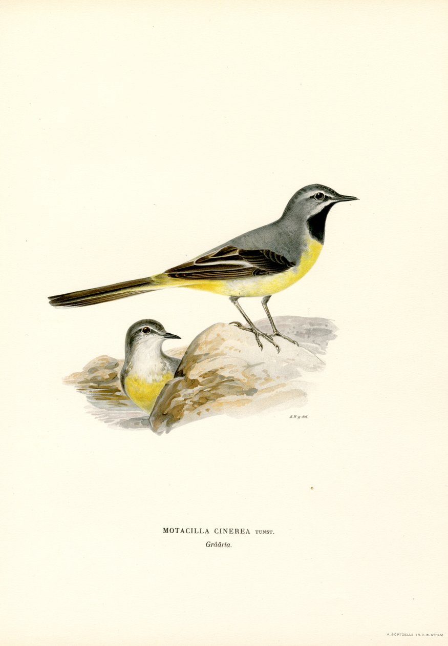 Grå vipstjert (farge litho) av Magnus Ferdinand and Wilhelm von Wright
