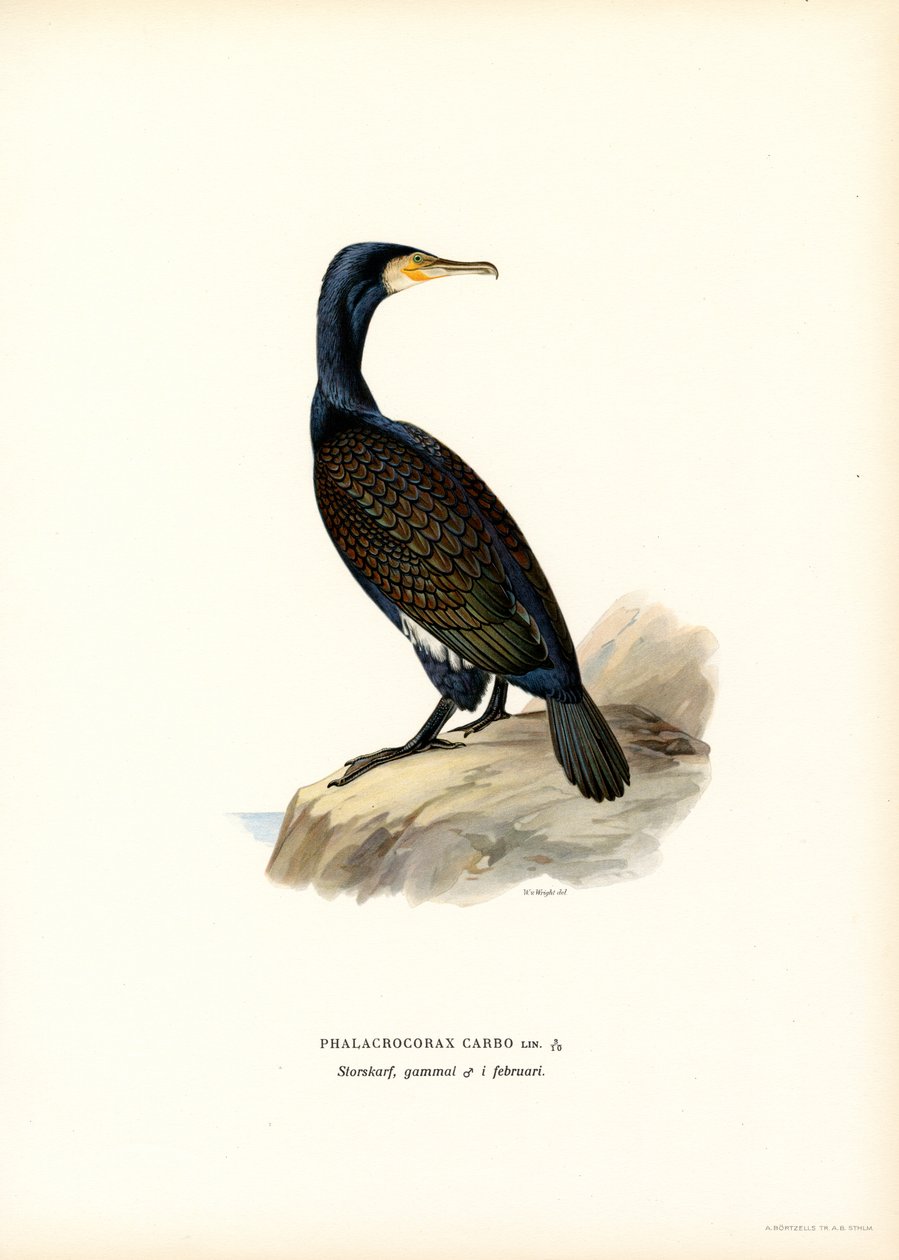 Storskarv (farge litho) av Magnus Ferdinand and Wilhelm von Wright