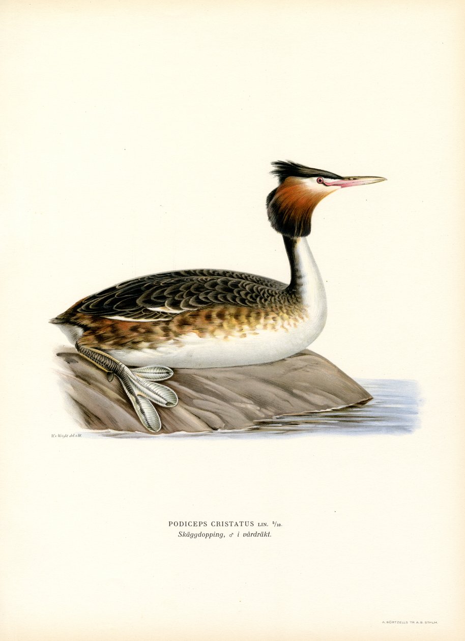 Great Crested Grebe (farge litho) av Magnus Ferdinand and Wilhelm von Wright