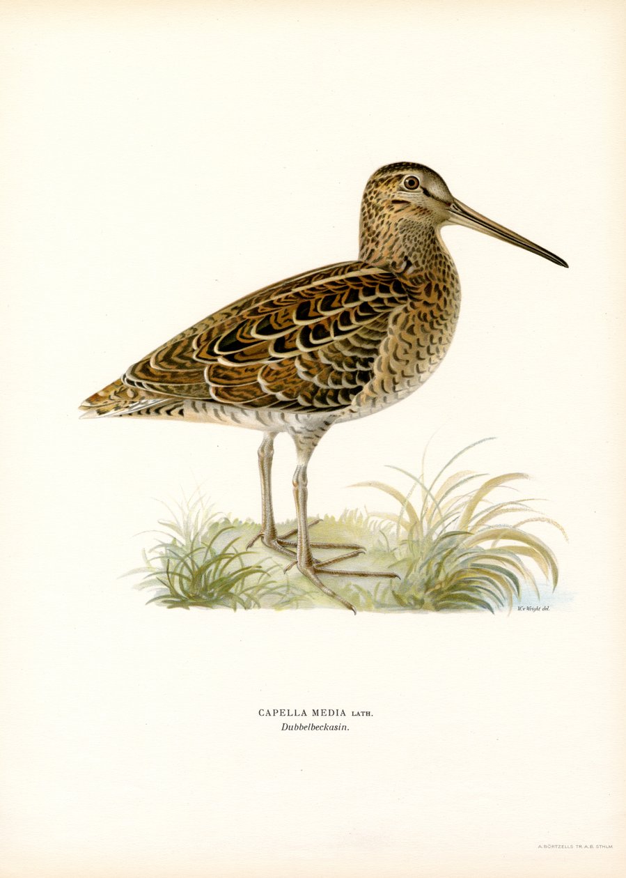 Stor snipe (farge litho) av Magnus Ferdinand and Wilhelm von Wright
