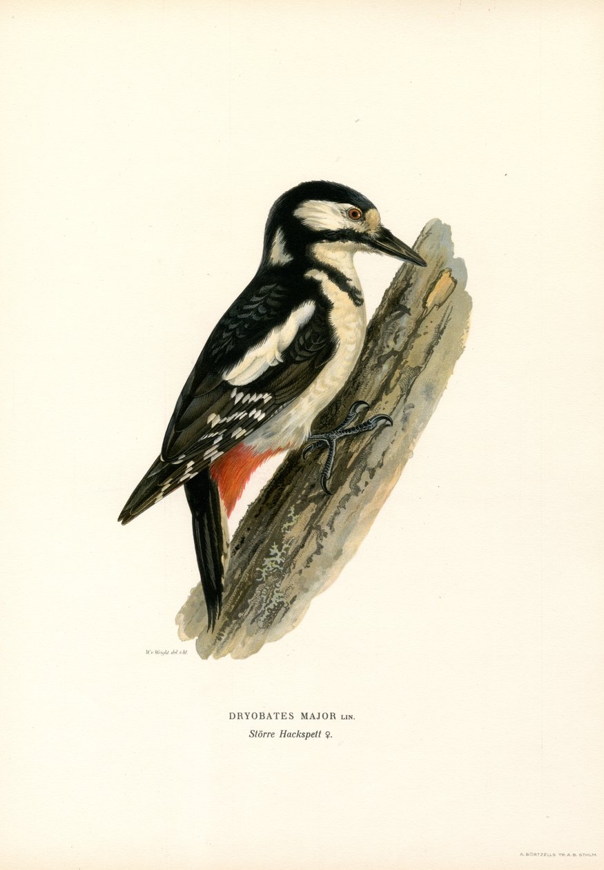 Stor flekkespett (farge litho) av Magnus Ferdinand and Wilhelm von Wright