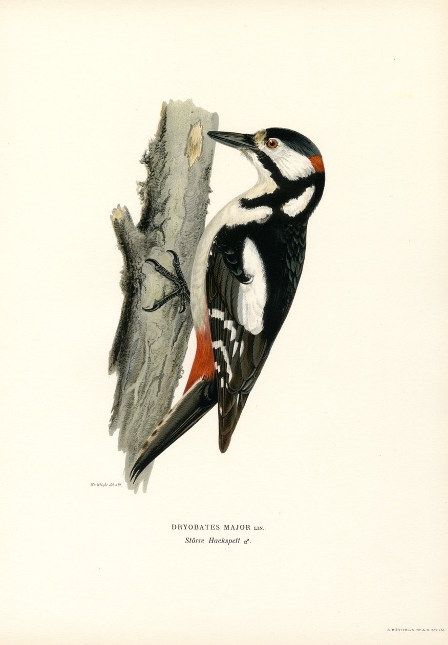 Stor flekkespett (farge litho) av Magnus Ferdinand and Wilhelm von Wright