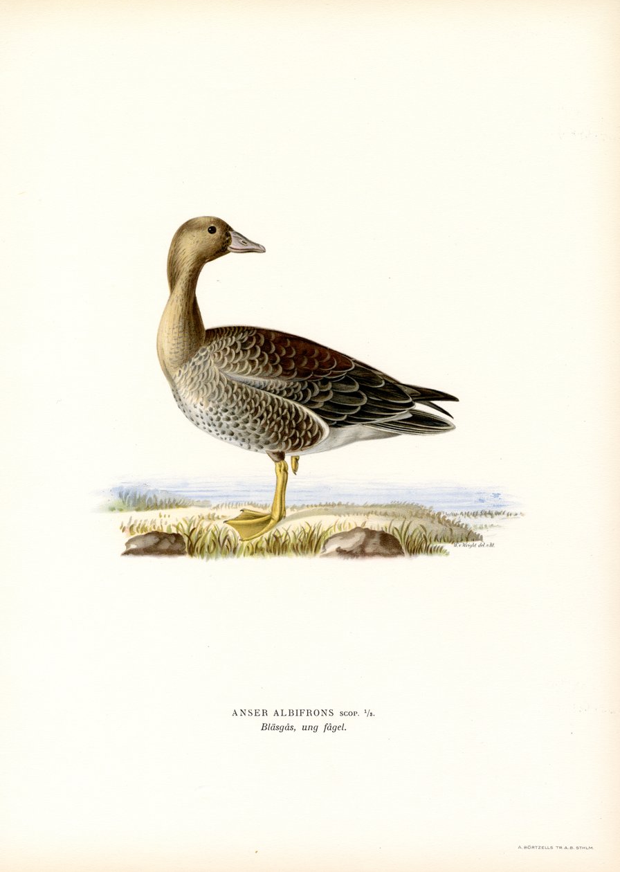 Blissgås (farge litho) av Magnus Ferdinand and Wilhelm von Wright